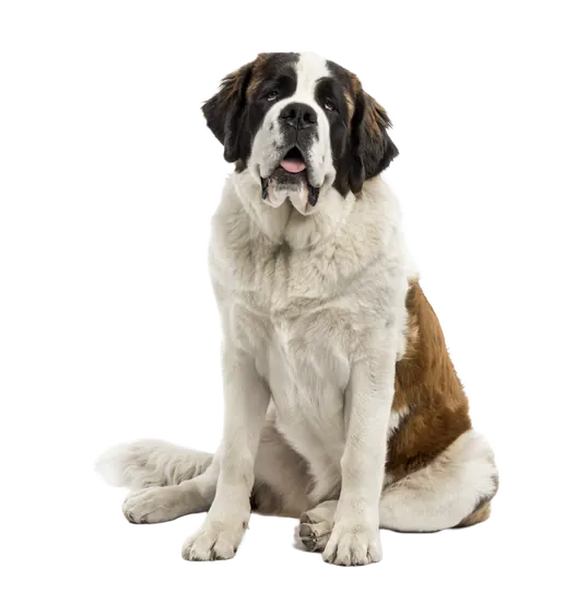 A saint bernard sitting, representing the large dog, pet, and animal tier for 75+ lbs