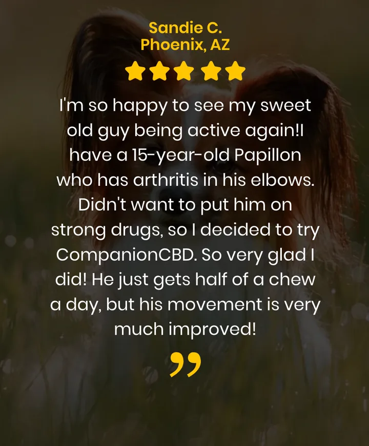 Sandie C. from Phoenix, AZ — 5-star review: her 15-year-old Papillon with arthritis has improved mobility on CompanionCBD soft chews