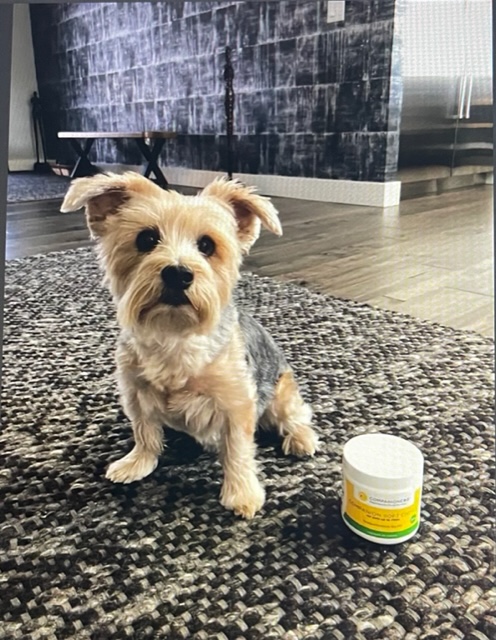 CBD for dogs can improve your pet’s life